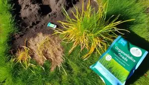 st augustine grass yellowing solutions
