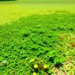 weeds invading st augustine lawn