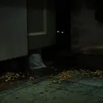 addressing mice infestation concerns