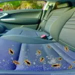 bed bugs in rideshare florida