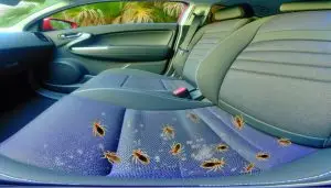 bed bugs in rideshare florida
