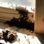 carpenter ants invade florida homes