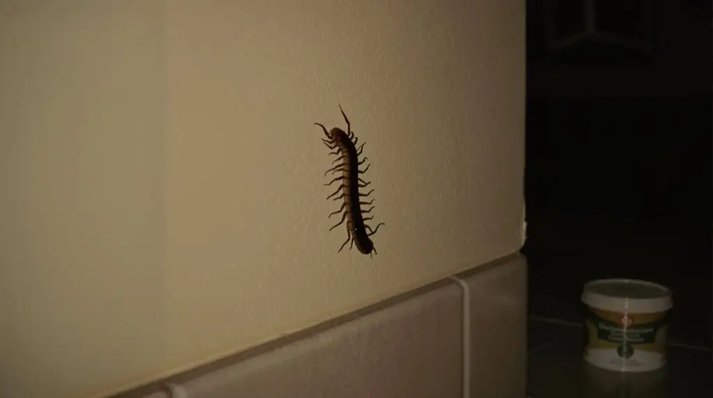 centipedes invading your home