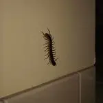 centipedes invading your home