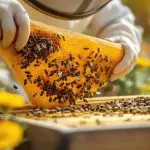 cost effective bee Humane bee removal options