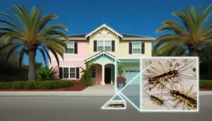 earwigs in south florida