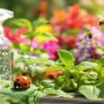 effective organic pest management