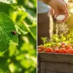 effective organic pest solutions