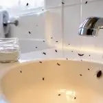 effective silverfish control tips