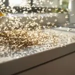 flying ants indoors signify infestation