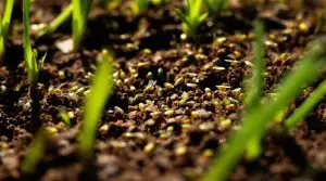 fruit flies in soil