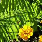 integrated pest management strategy