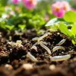 nematodes as organic pest control