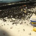 remove carpenter ants safely