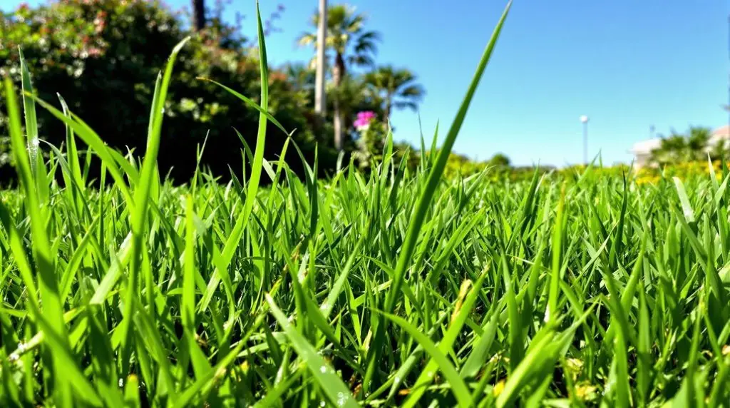 sedges weed management florida