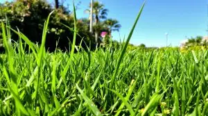 sedges weed management florida
