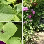 signs of pest infestation
