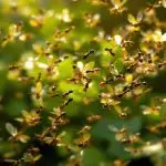 south florida carpenter ants