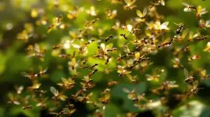 south florida carpenter ants