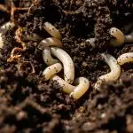 understanding soil grubs impact