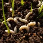 understanding soil grubs impact