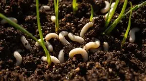 understanding soil grubs impact