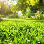university backed eco lawn care