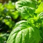 basil pesticide activity research