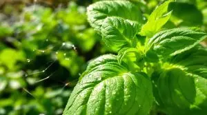 Basil As A  Natural Pesticide For Organic Pest Control In South Florida Landscapes and Gardens