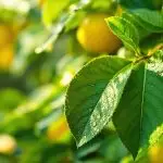 bergamot citrus pesticidal composition