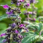 clary sage pesticide composition