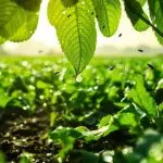 cyantraniliprole environmental impact assessment