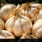 garlic oil pesticide efficacy