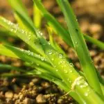 lemongrass oil pesticidal activity