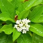 myrtle pesticidal properties explored