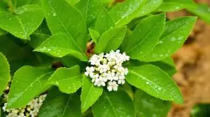 Investigating Myrtle’s Pesticidal Properties, Myrtus Communis L.