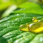 neem oil pesticide activity