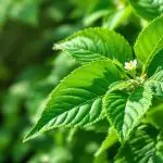 piper aduncum pesticidal activity