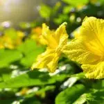 turnera diffusa pesticidal properties