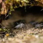 culex erraticus overwinters burrows