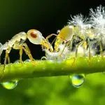 Ghost Ants and Invasive Mealybugs interaction