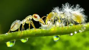 Ghost Ants and Invasive Mealybugs interaction