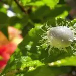 hibiscus mealybug management guide