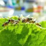 imidacloprid resistant house flies