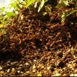 The Ecological Domination of the Longhorn Crazy Ant invasive longhorn crazy ant