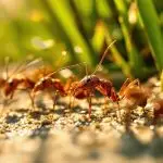 light impacts fire ant foraging