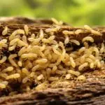 invasive termite species florida