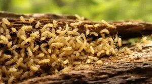 invasive termite species florida