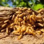 termite awareness in homestead