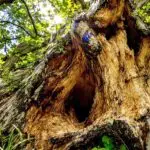 termites damaging south florida trees